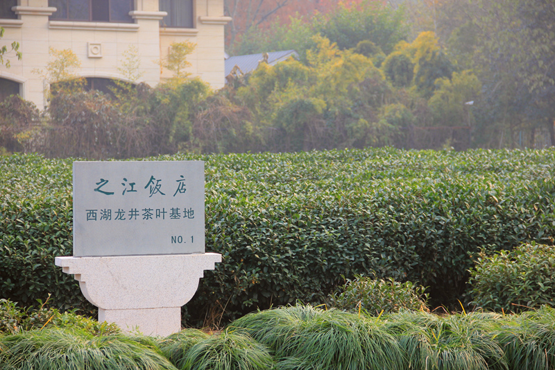 Longjing tea base